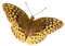 autumn deco butterfly kikkapink png sepia - png grátis Gif Animado