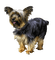 ✶ Dog {by Merishy} ✶ - безплатен png анимиран GIF