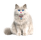 Chat Blanc :) - Free PNG Animated GIF