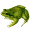 Kaz_Creations Frogs Frog - png ฟรี GIF แบบเคลื่อนไหว