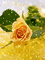 MMarcia gif rosas amarelas fundo - Ilmainen animoitu GIF