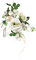 minou-white-flowers-vita blommor - Free PNG Animated GIF