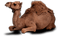 camel bp - PNG gratuit GIF animé