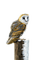 owl - png gratis GIF animado