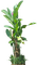 Plant.Tropical.Garden.Victoriabea - Animovaný GIF zadarmo