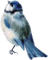 kikkapink deco scrap  blue bird winter - PNG gratuit GIF animé