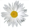 Kaz_Creations Deco Flower - zadarmo png animovaný GIF