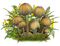 Champignon - Free PNG Animated GIF