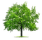Tree - darmowe png animowany gif