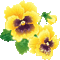 Animated Yellow Pansy Flowers