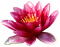 fleur - gratis png animeret GIF