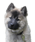 koira, dog - Free PNG Animated GIF