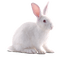 królik - PNG gratuit GIF animé