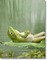 grenouille - PNG gratuit GIF animé
