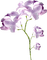flowers-porple-minou52 - δωρεάν png κινούμενο GIF