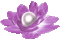 Animated.Flower.Pearl.Purple - By KittyKatLuv65 - GIF animado gratis GIF animado
