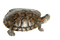 Turtle.Tortue.Tortuga terrestre.Victoriabea - 免费PNG 动画 GIF