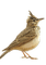 Lerche, Vogel, - Free PNG Animated GIF