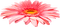 Flower.Yellow.Pink - gratis png geanimeerde GIF