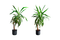 yucca, jukka, plant, kasvi - PNG gratuit GIF animé
