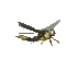 mosquito - Bezmaksas animēts GIF animēts GIF