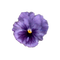 lila-flower9 - PNG gratuit GIF animé