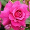 Rosa Rose - besplatni png animirani GIF