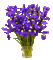 Iris  fleursMiriella - GIF animé gratuit
