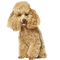 Chien ! - Free PNG Animated GIF