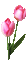 FLEURS - duo tulipes roses