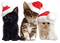 loly33 chat noël - kostenlos png Animiertes GIF