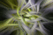 Abstrait - Gratis geanimeerde GIF geanimeerde GIF