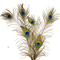 Peacock feather - zadarmo png animovaný GIF