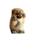 Pomeranian - gratis png animeret GIF