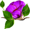 cvijeće - zadarmo png animovaný GIF