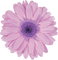 Kaz_Creations Colours Deco Flower - gratis png animeret GIF