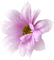 charmille _ fleurs - png gratis GIF animado