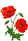 Poppy Gif - Bogusia - Bezmaksas animēts GIF animēts GIF