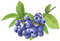 blueberries Bb2 - png grátis Gif Animado