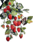 Strawberries.Branch.Fraises.Branche.Victoriabea - png grátis Gif Animado