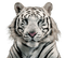 white tiger bp - ingyenes png animált GIF