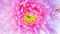 rainbow flower glitter background - Bezmaksas animēts GIF animēts GIF