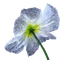 fleur - bezmaksas png animēts GIF