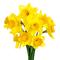 Flowers yellow bp - png ฟรี GIF แบบเคลื่อนไหว