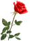 flowers anastasia - ücretsiz png animasyonlu GIF