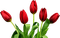 fleur - besplatni png animirani GIF