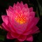 Pink Lotus Flower - ingyenes png animált GIF