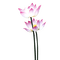 Lotus - ingyenes png animált GIF