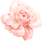 kikkapink pink rose watercolor - PNG gratuit GIF animé
