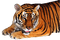 tigre - png gratis GIF animado